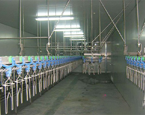 屠宰場生產(chǎn)冷庫預(yù)冷間溫度要求是多少？