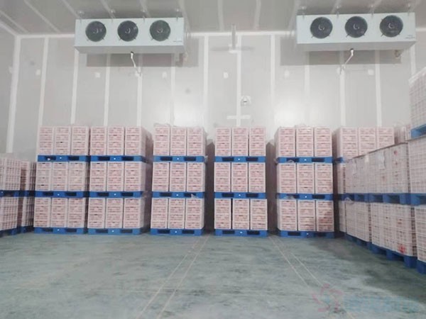 甘肅3000立方氣調(diào)果蔬冷庫建造價格